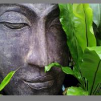Buddha among the plants: permission granted et
