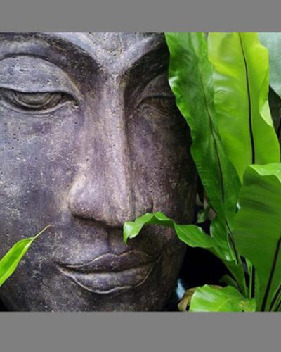 Buddha among the plants: permission granted et